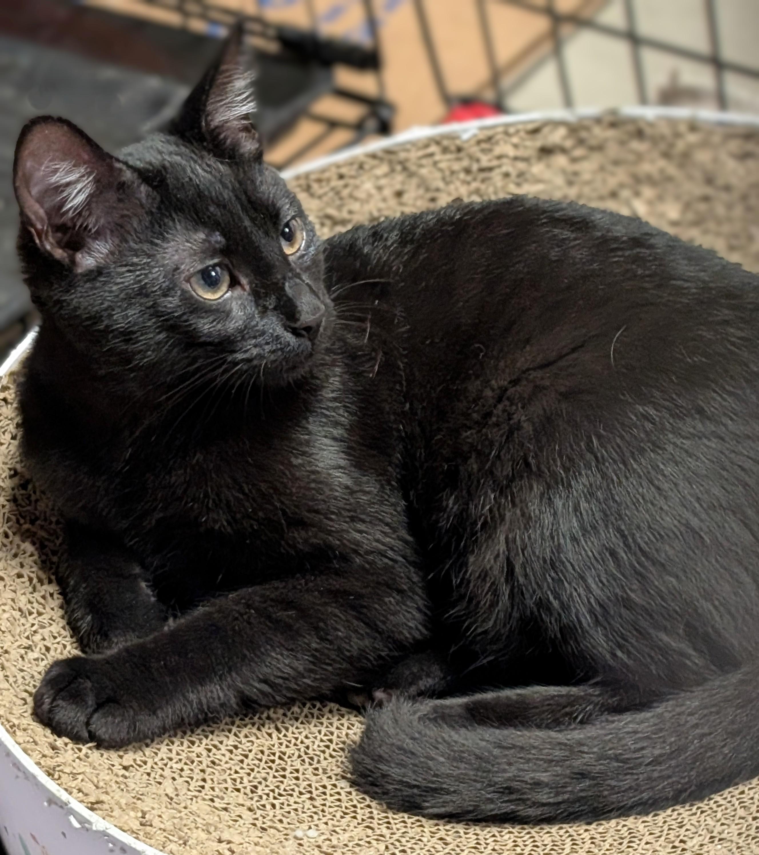 Enlarge Pepper, a Adoptable American Shorthair in San Diego, CA image 3/4