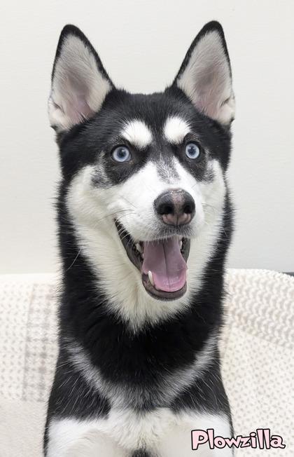 Enlarge Plowzilla, a Adoptable Siberian Husky in Mason, MI image 1/3