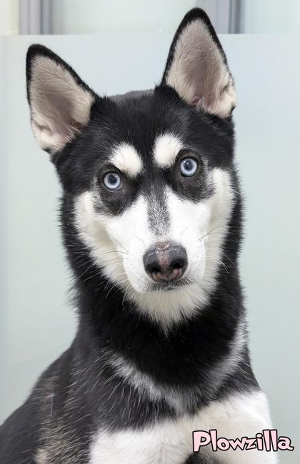 Enlarge Plowzilla, a Adoptable Siberian Husky in Mason, MI image 2/3