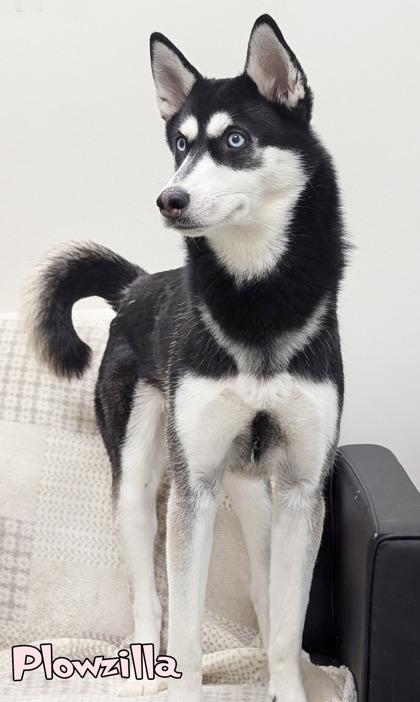 Enlarge Plowzilla, a Adoptable Siberian Husky in Mason, MI image 3/3