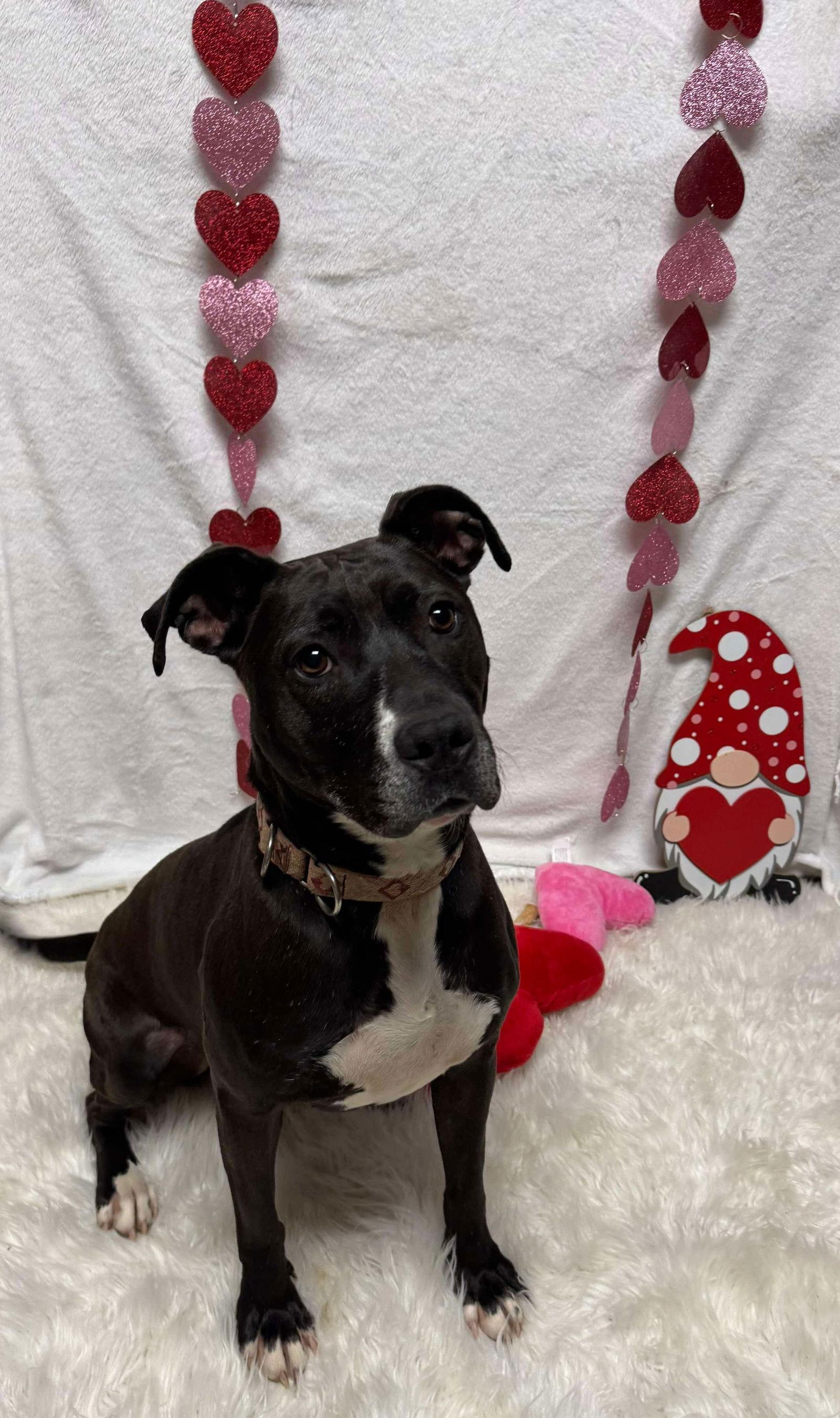 Firefly, a Adoptable Pit Bull Terrier in Germantown, OH image 1/6