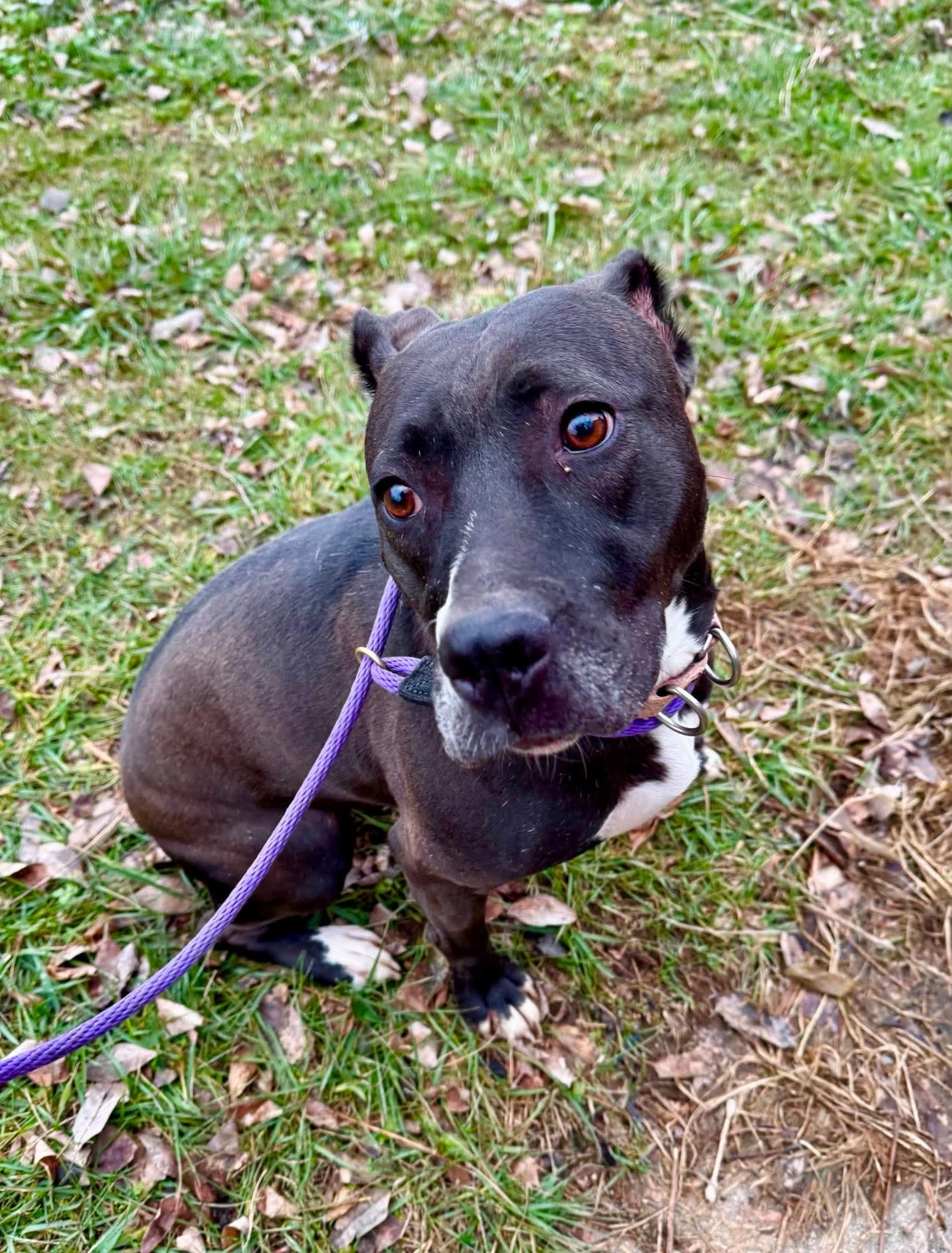 Firefly, Adoptable, Adult Female Pit Bull Terrier.