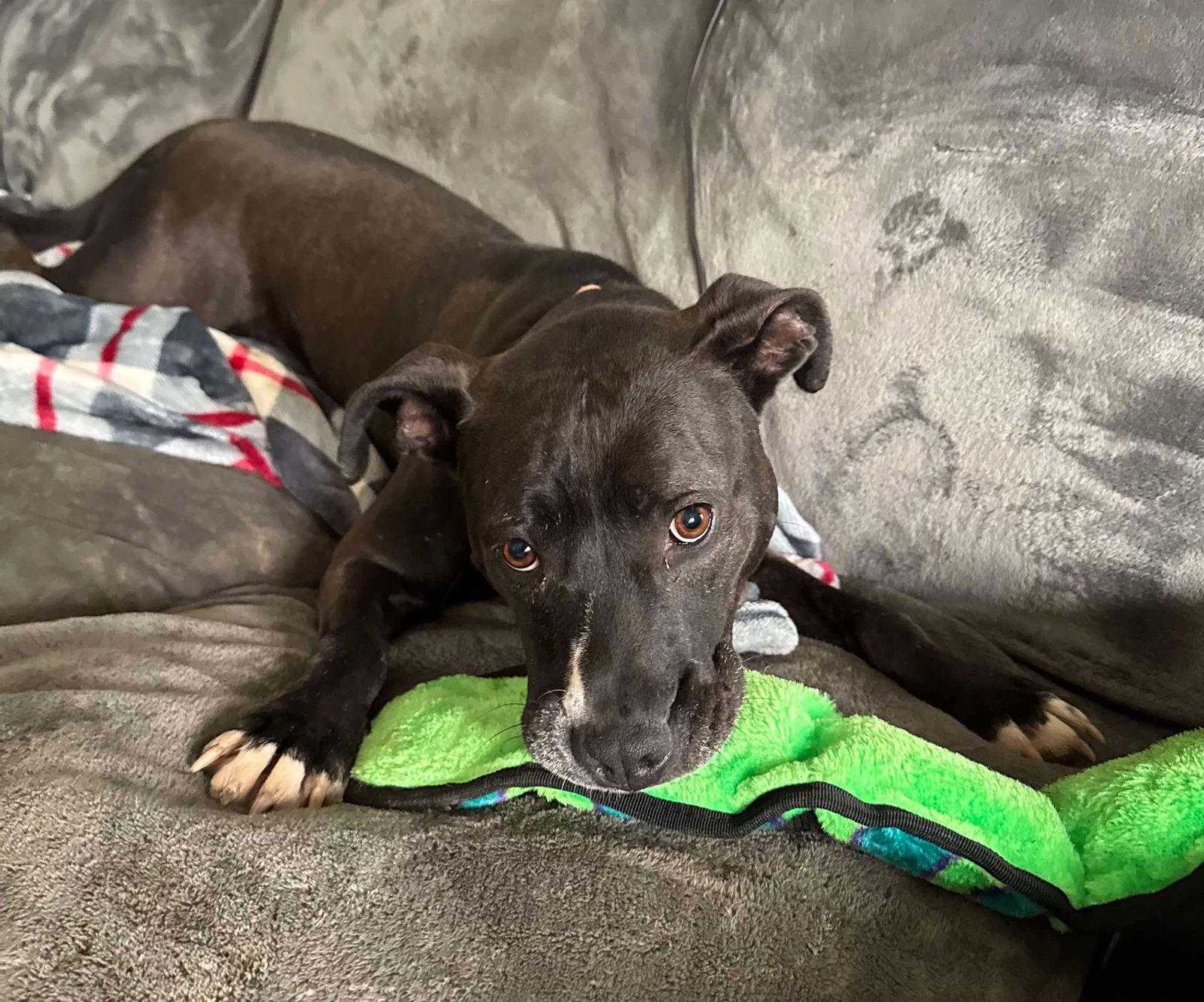 Firefly, a Adoptable Pit Bull Terrier in Germantown, OH image 2/6