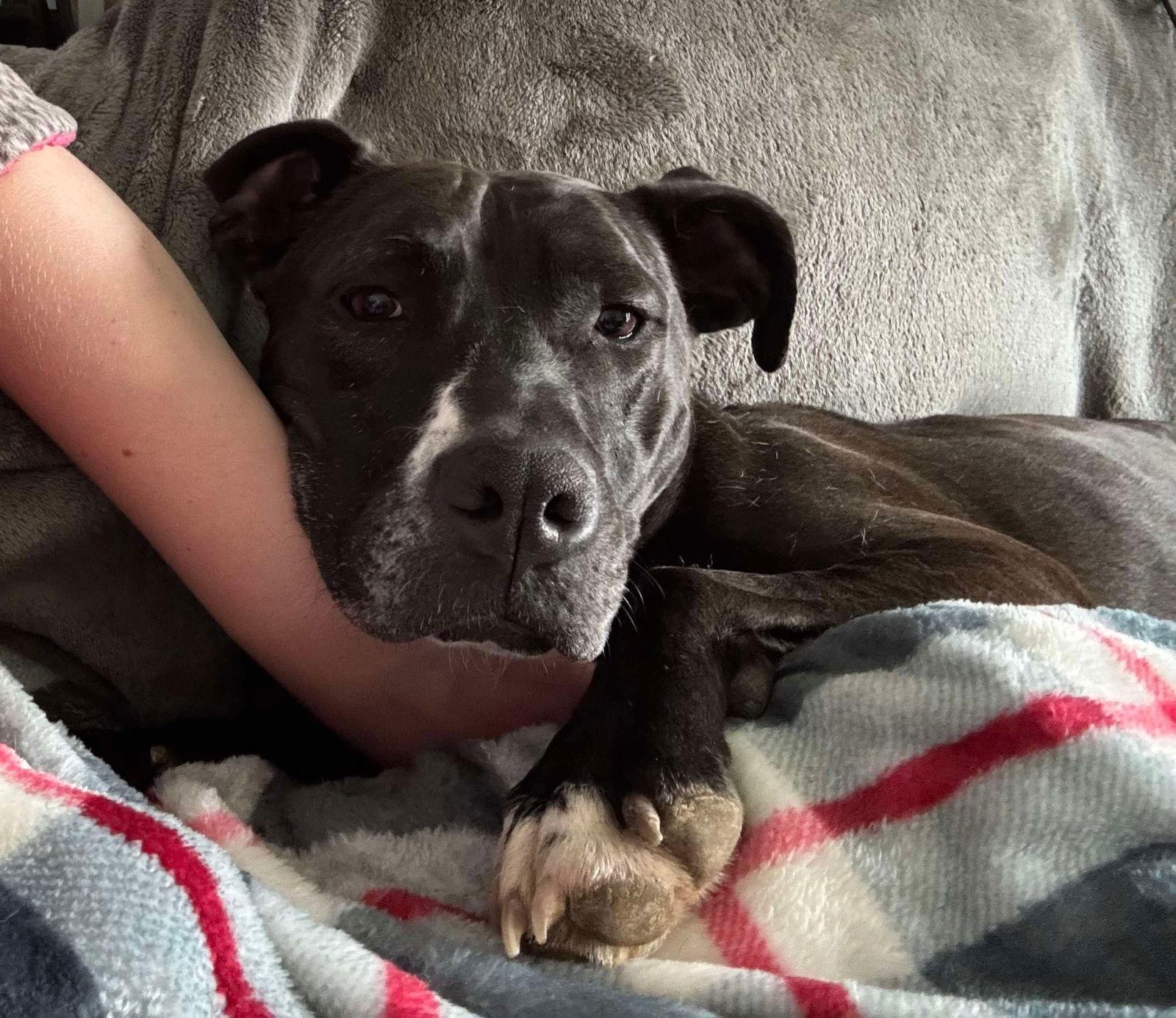 Firefly, a Adoptable Pit Bull Terrier in Germantown, OH image 3/6