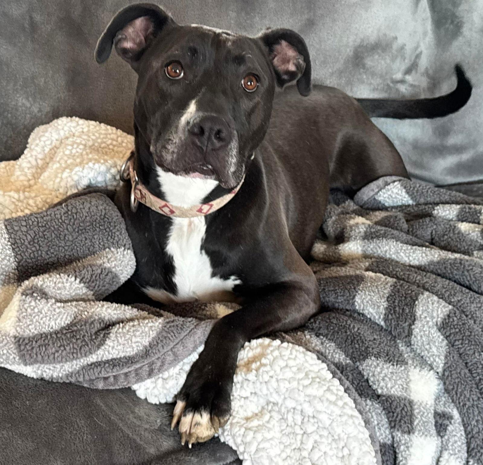 Firefly, a Adoptable Pit Bull Terrier in Germantown, OH image 3/3