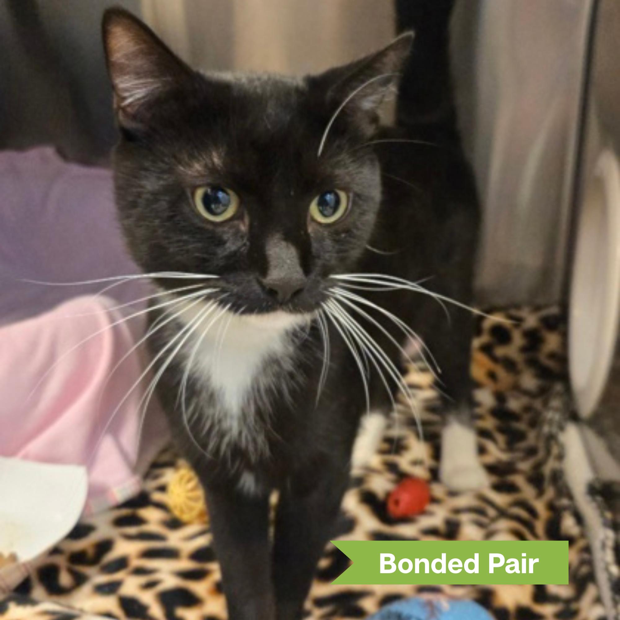 Aspen ( bonded with Sunny), adopted, Young Male Domestic Short Hair.