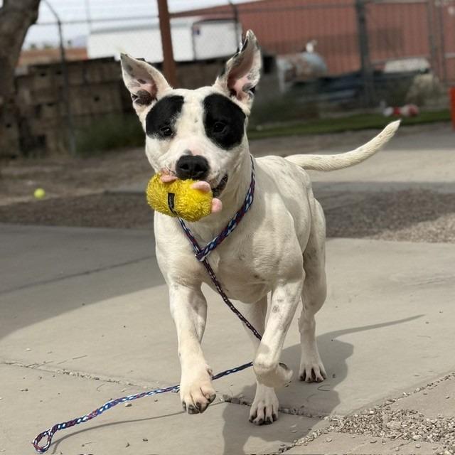 Enlarge Pongo, a Adoptable mixed breed in Bullhead City, AZ image 2/5