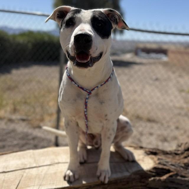 Enlarge Pongo, a Adoptable mixed breed in Bullhead City, AZ image 3/5