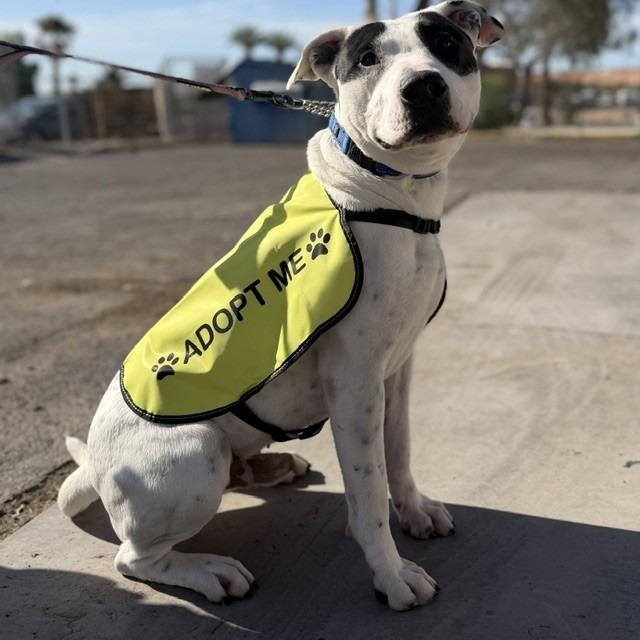 Enlarge Pongo, a Adoptable mixed breed in Bullhead City, AZ image 4/6