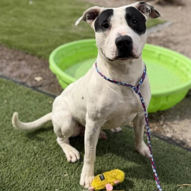 Enlarge Pongo, a Adoptable mixed breed in Bullhead City, AZ image 4/5