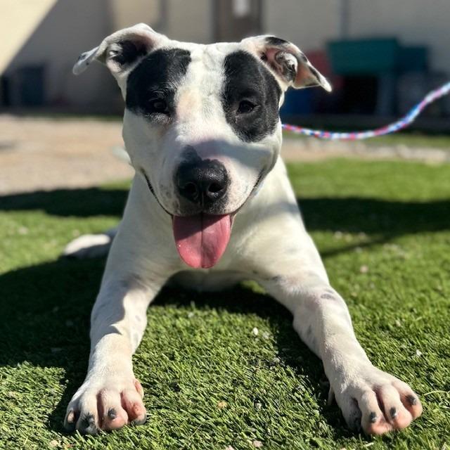 Enlarge Pongo, a Adoptable mixed breed in Bullhead City, AZ image 5/5