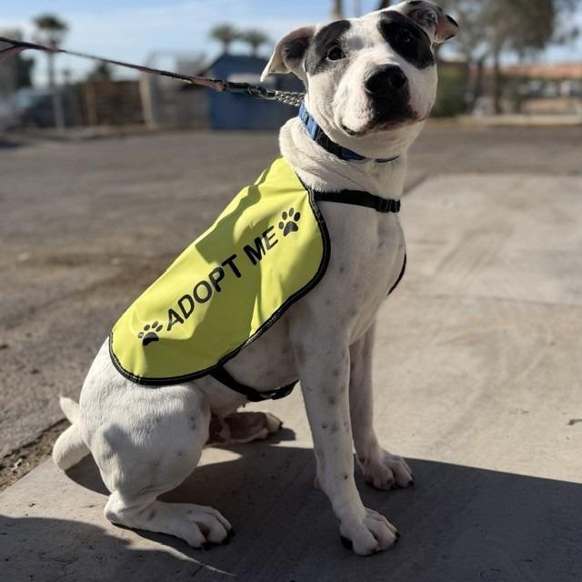 Pongo, a Adoptable mixed breed in Bullhead City, AZ image 5/6