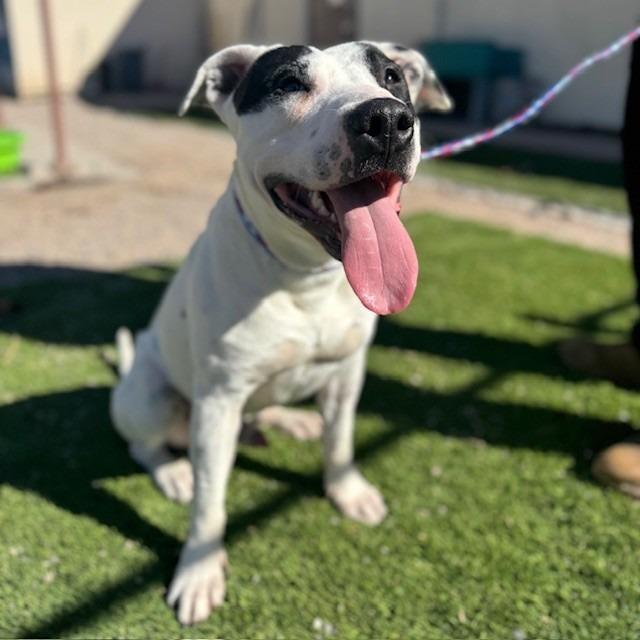 Pongo, a Adoptable mixed breed in Bullhead City, AZ image 6/6