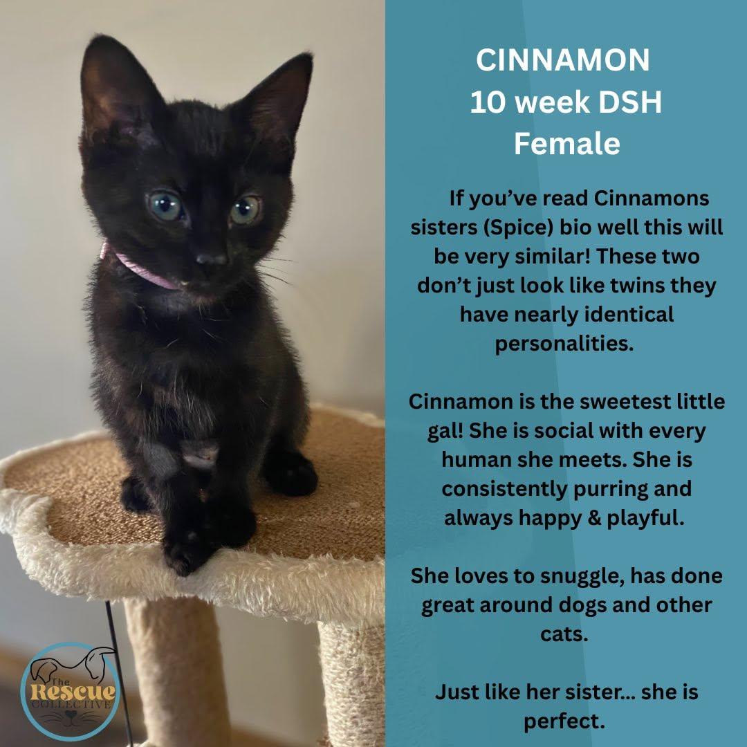 Cinnamon, Adoptable, Young Female Domestic Short Hair.