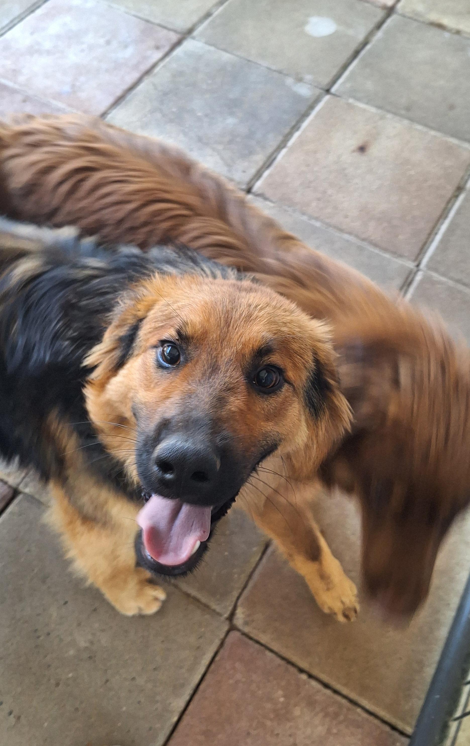 Enlarge Boomer, an adopted German Shepherd Dog in Stanton, KY image 2/6