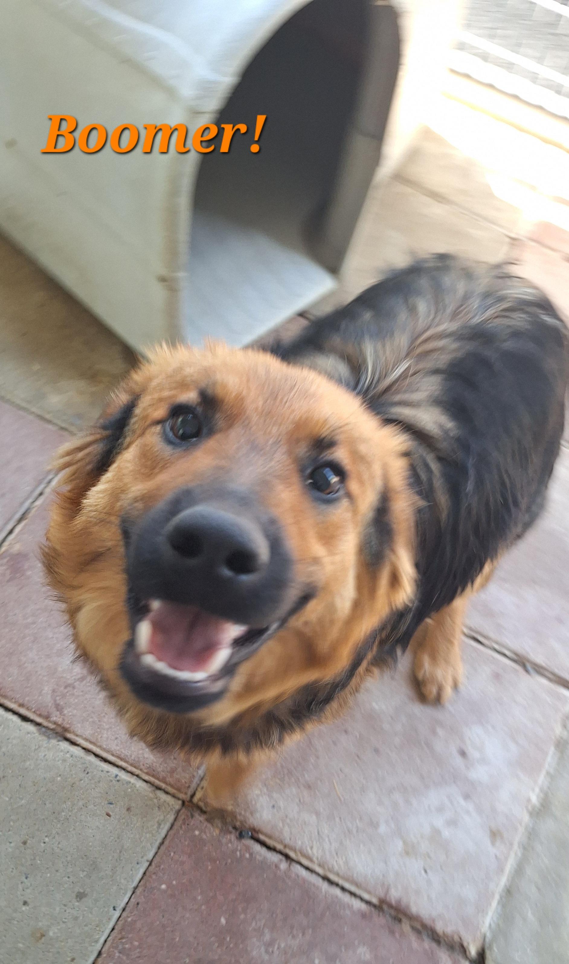 Enlarge Boomer, an adopted German Shepherd Dog in Stanton, KY image 1/6