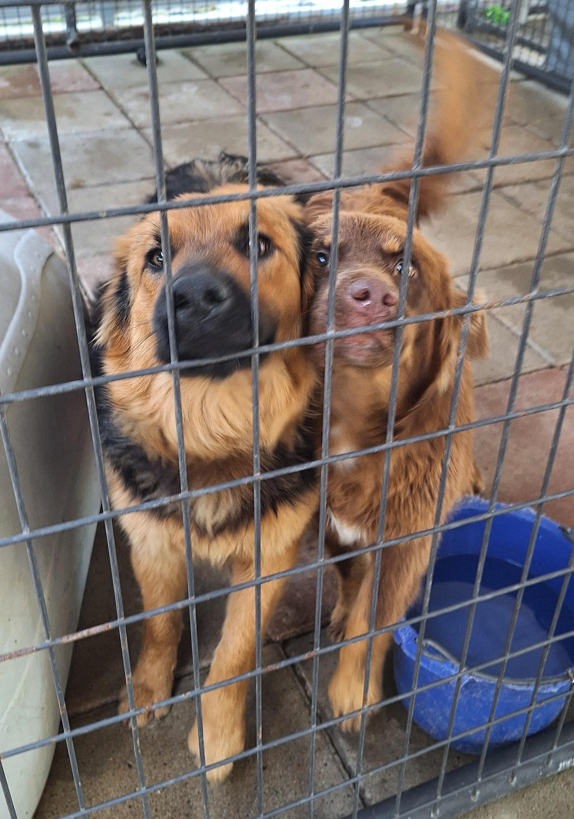 Enlarge Boomer, an adopted German Shepherd Dog in Stanton, KY image 4/6