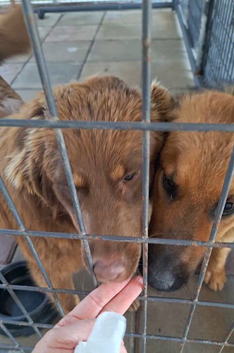 Enlarge Boomer, an adopted German Shepherd Dog in Stanton, KY video 5/6
