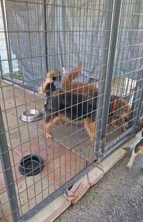 Enlarge Boomer, an adopted German Shepherd Dog in Stanton, KY video 3/6
