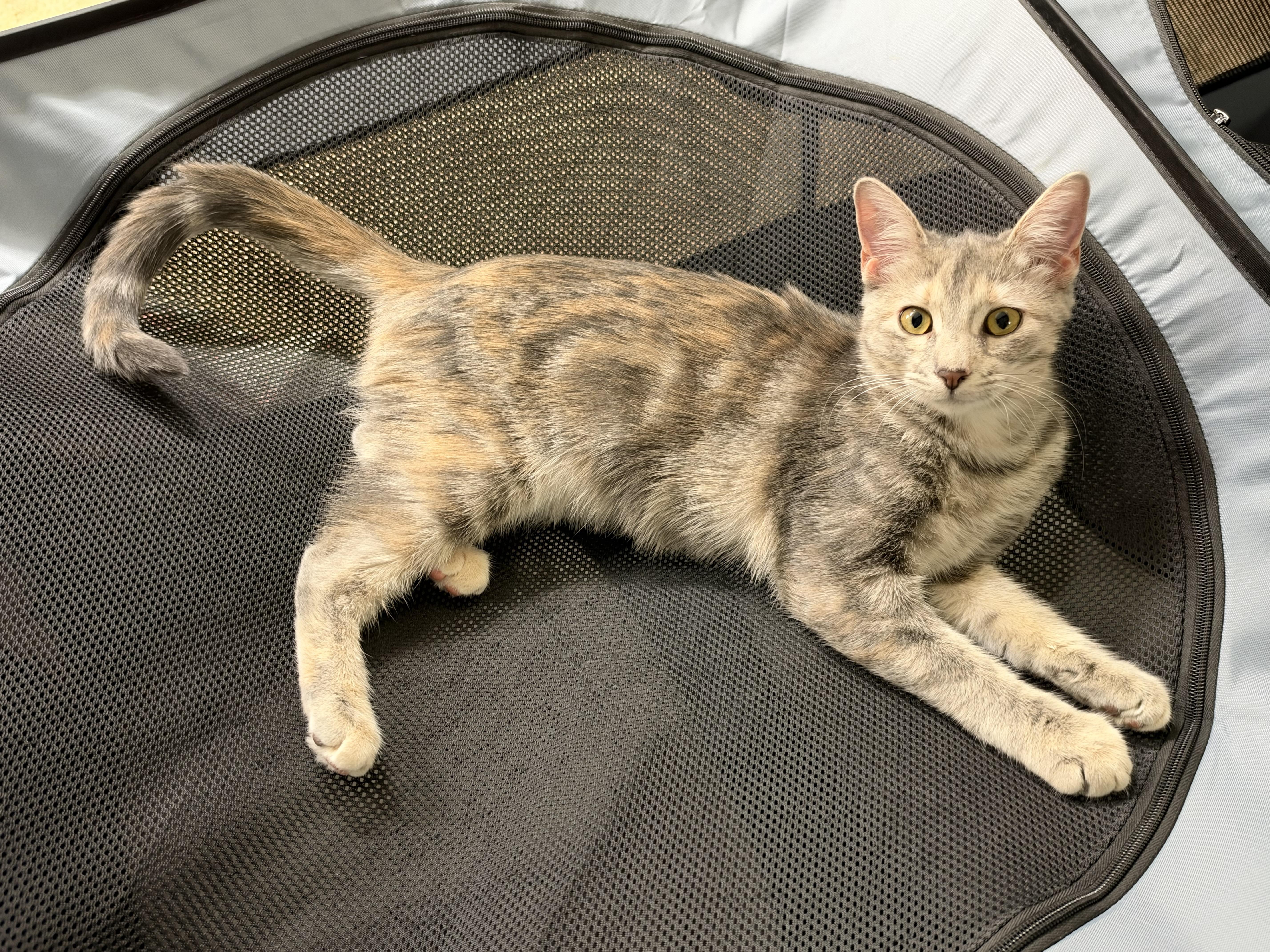 Enlarge BUFFY, a Adoptable mixed breed in Warwick, RI image 3/5