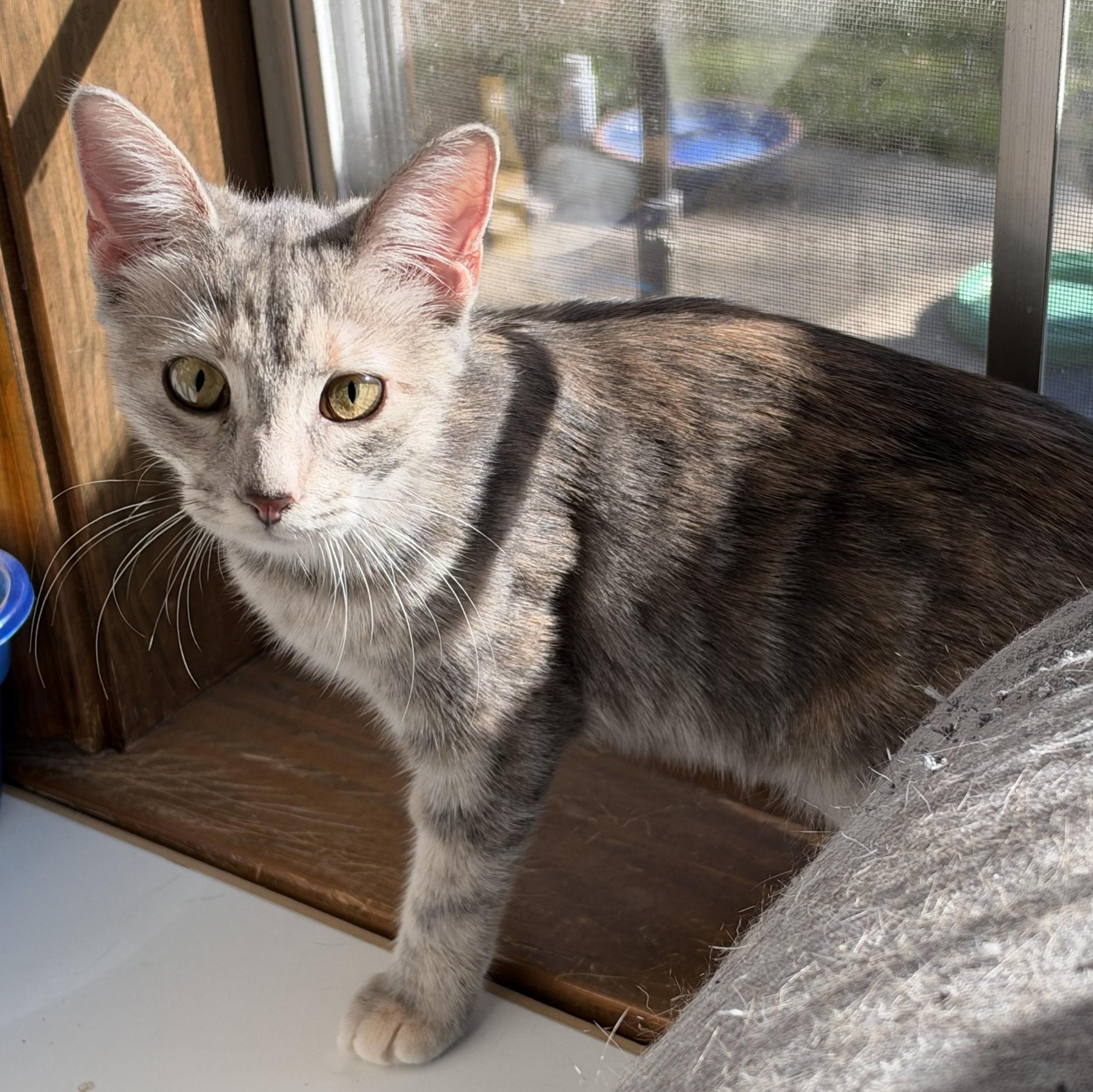Enlarge BUFFY, a Adoptable mixed breed in Warwick, RI image 4/5