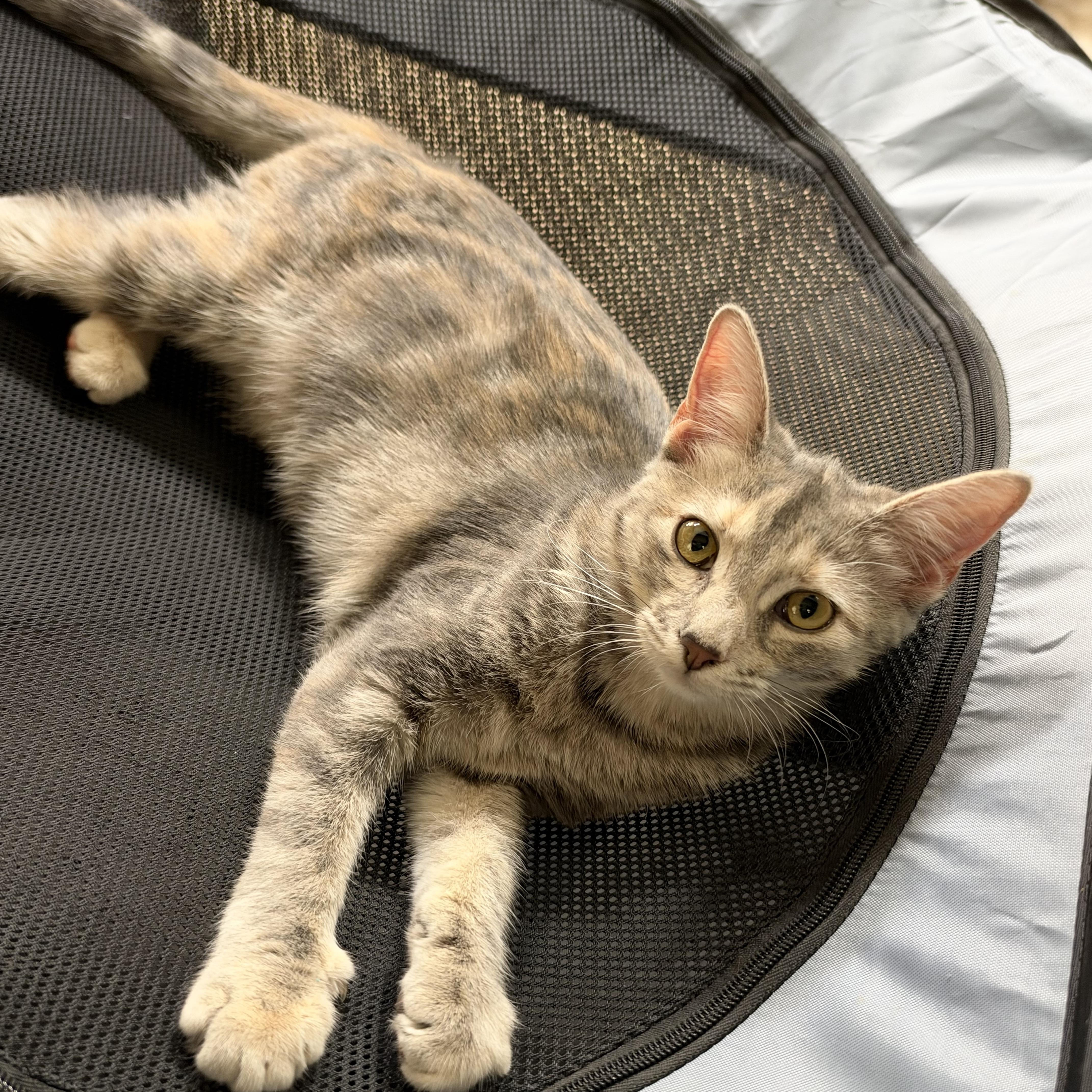 BUFFY, Adoptable, Kitten Female Domestic Short Hair.
