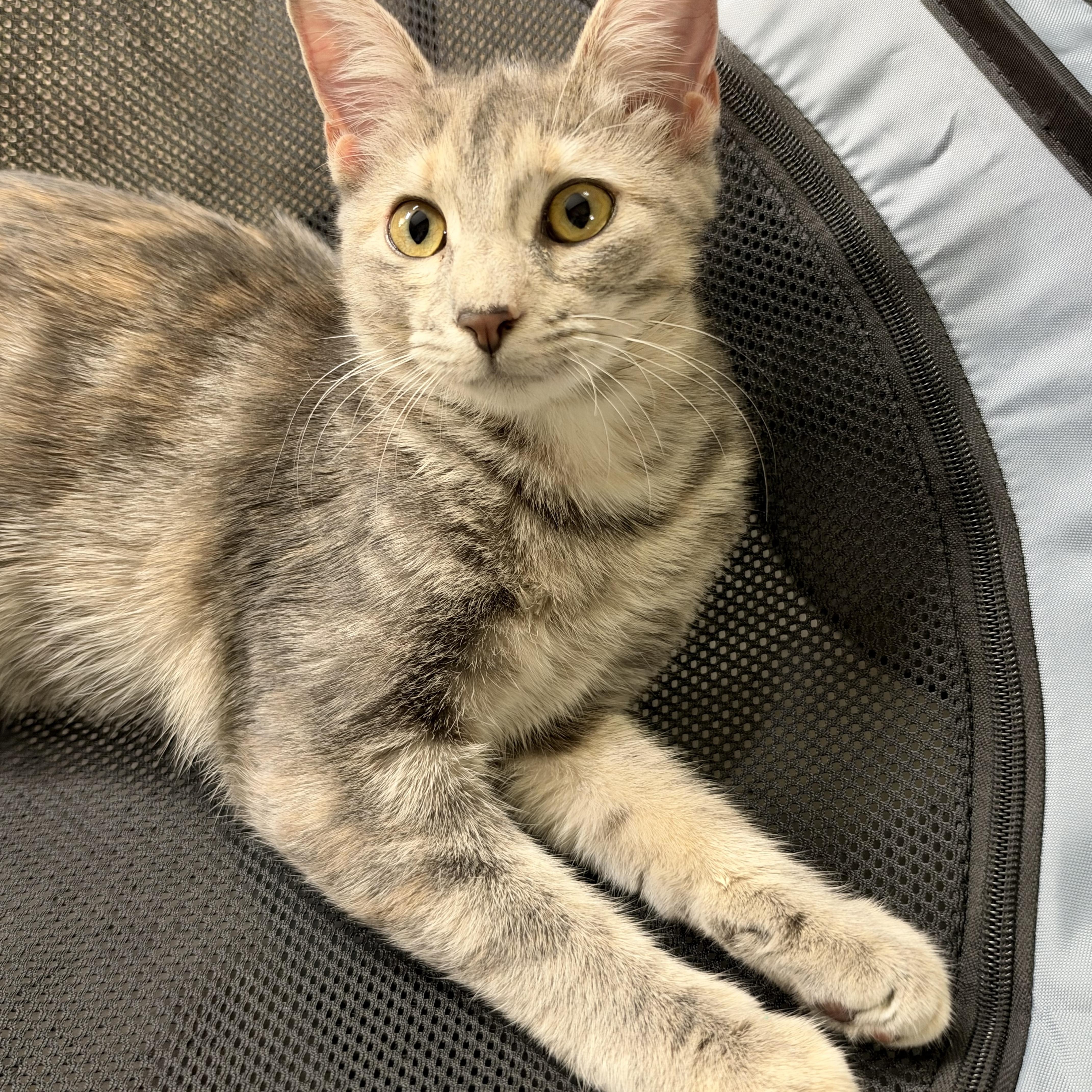 Enlarge BUFFY, a Adoptable mixed breed in Warwick, RI image 2/5