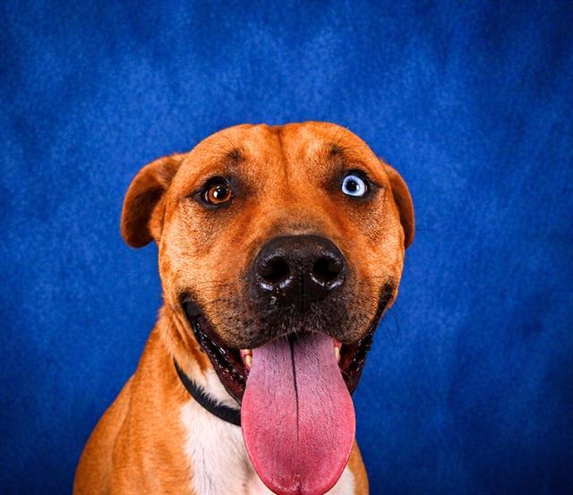 CHROM, Adoptable, Adult Male Pit Bull Terrier.
