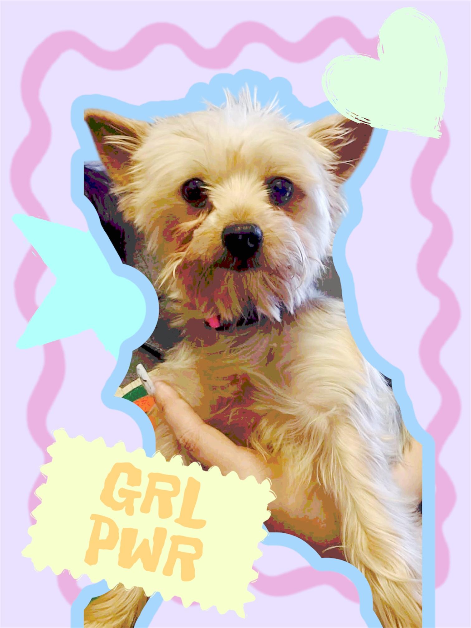 Enlarge Sundae, a ADOPTABLE Yorkshire Terrier in Nerstrand, MN image 3/4