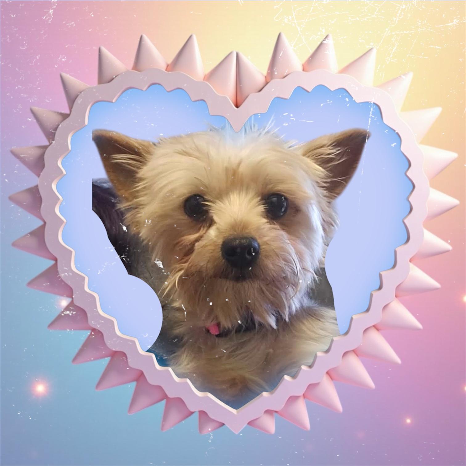 Sundae, ADOPTABLE, Adult Female Yorkshire Terrier.