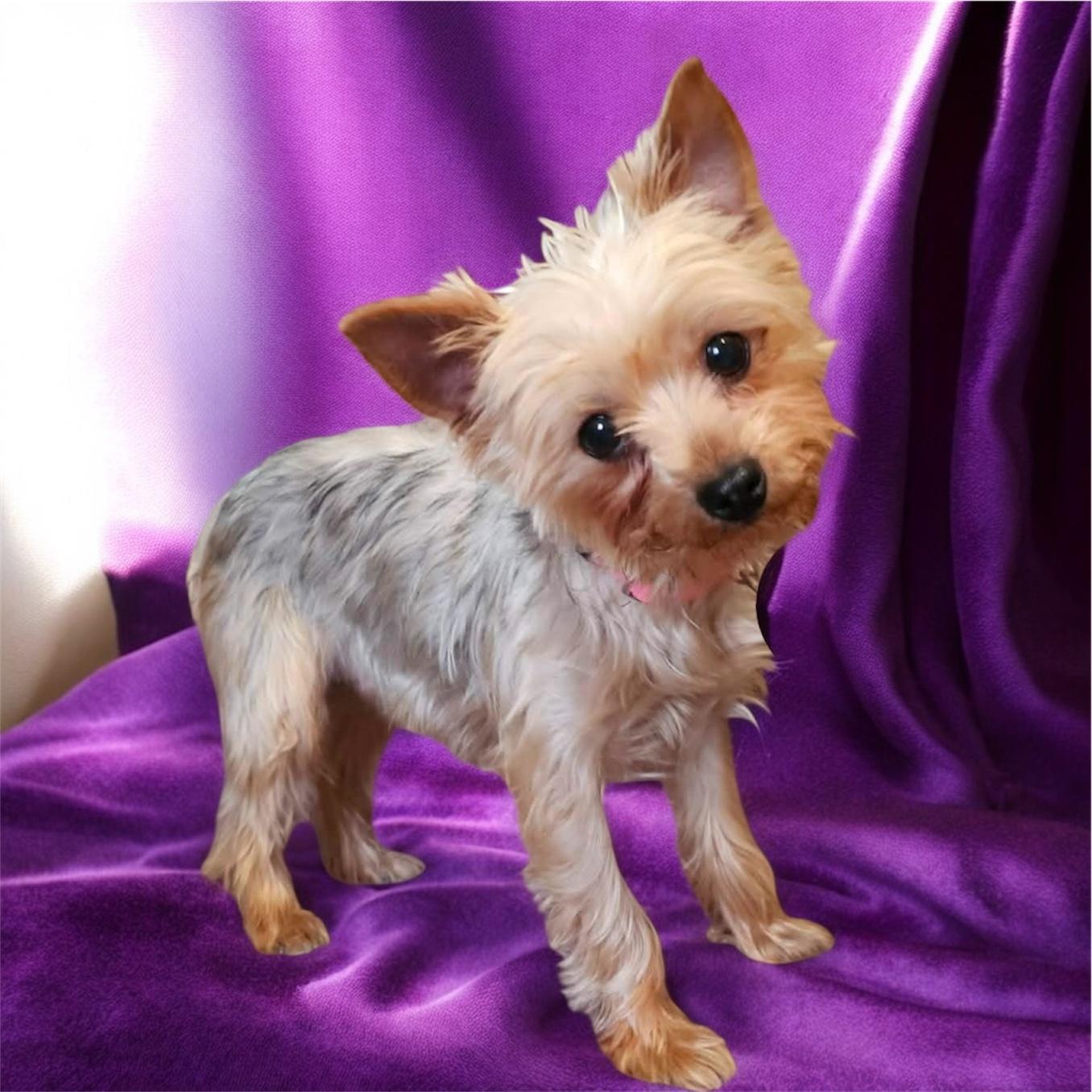Enlarge Sundae, a ADOPTABLE Yorkshire Terrier in Nerstrand, MN image 4/4