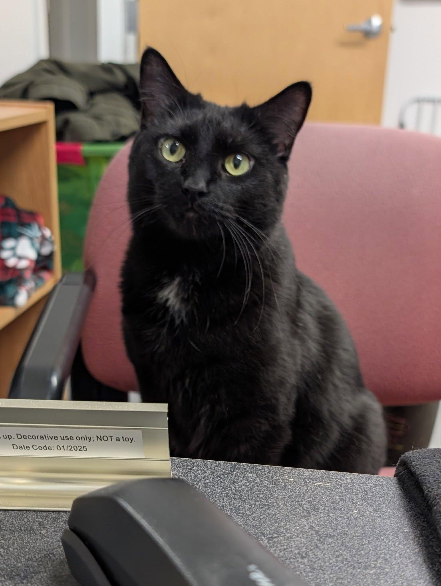 Rolla, ADOPTABLE, Senior Female Domestic Short Hair.