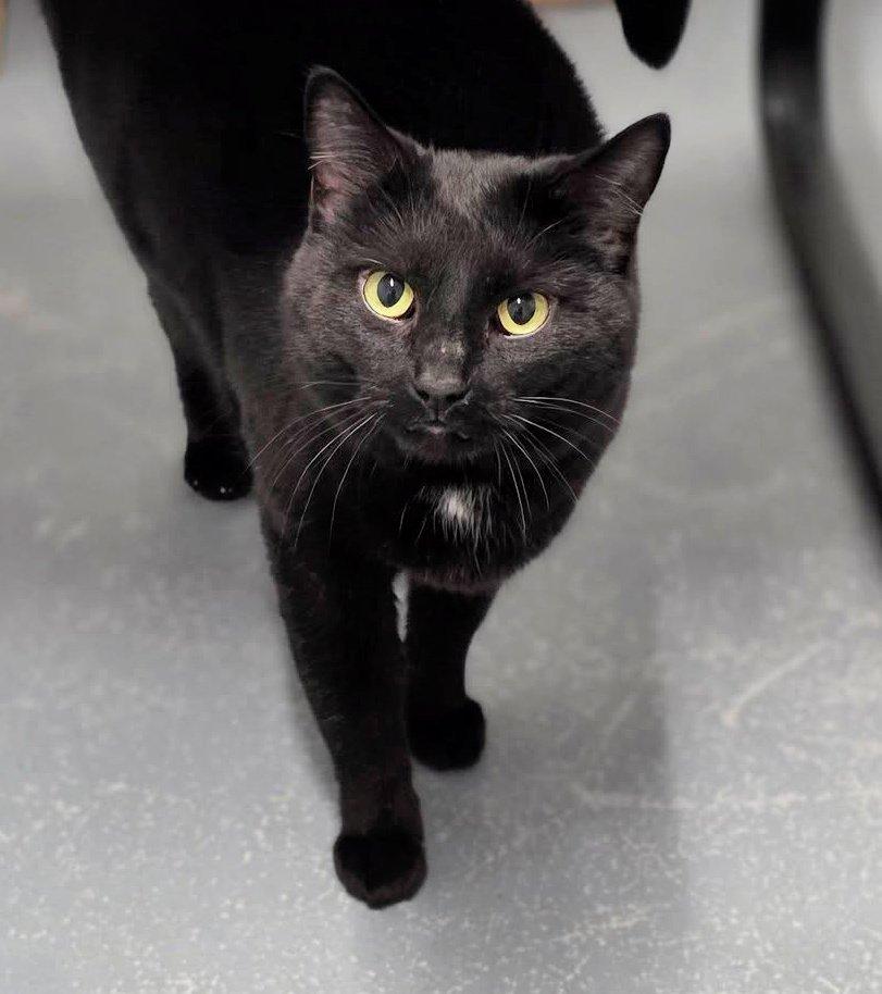 Rolla, ADOPTABLE, Senior Female Domestic Short Hair.