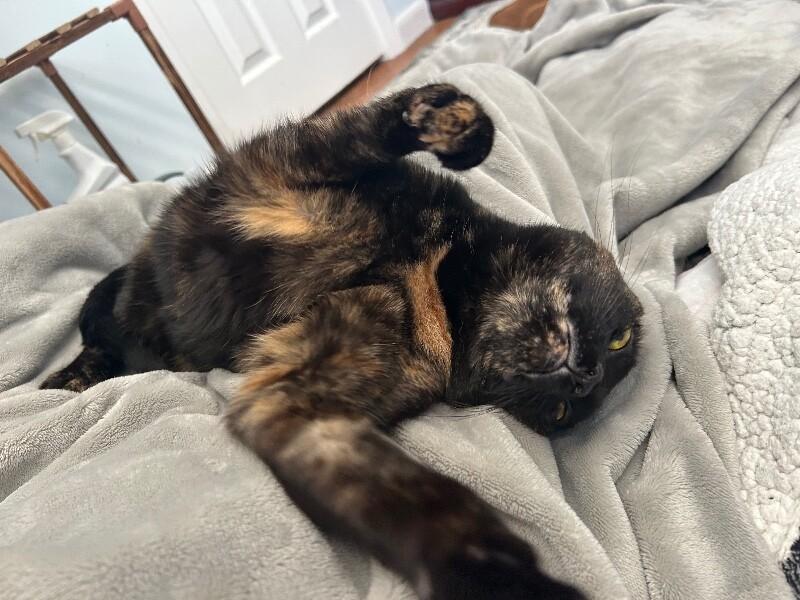 Daisy — thumbnail 2