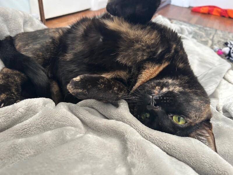 Daisy — thumbnail 3