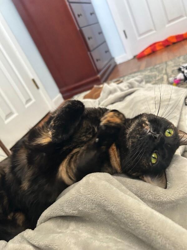 Daisy — thumbnail 6