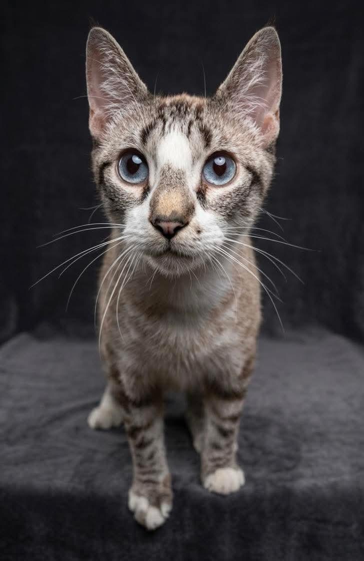 Sicilly, Adoptable, Young Female Siamese & Tabby.