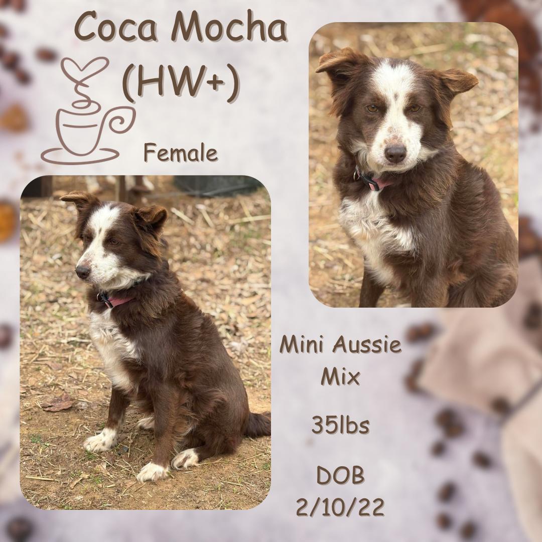 Enlarge Coca Mocha, an adopted mixed breed in Temple, TX image 1/1