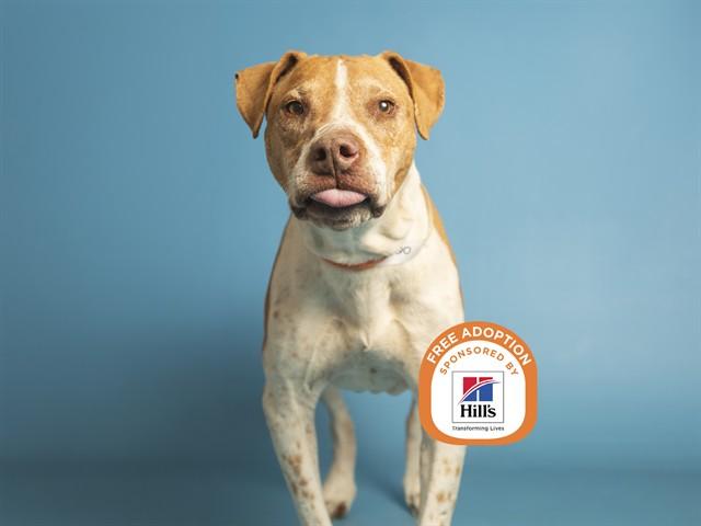 Enlarge MCQUEEN, a Adoptable mixed breed in Phoenix, AZ image 2/2