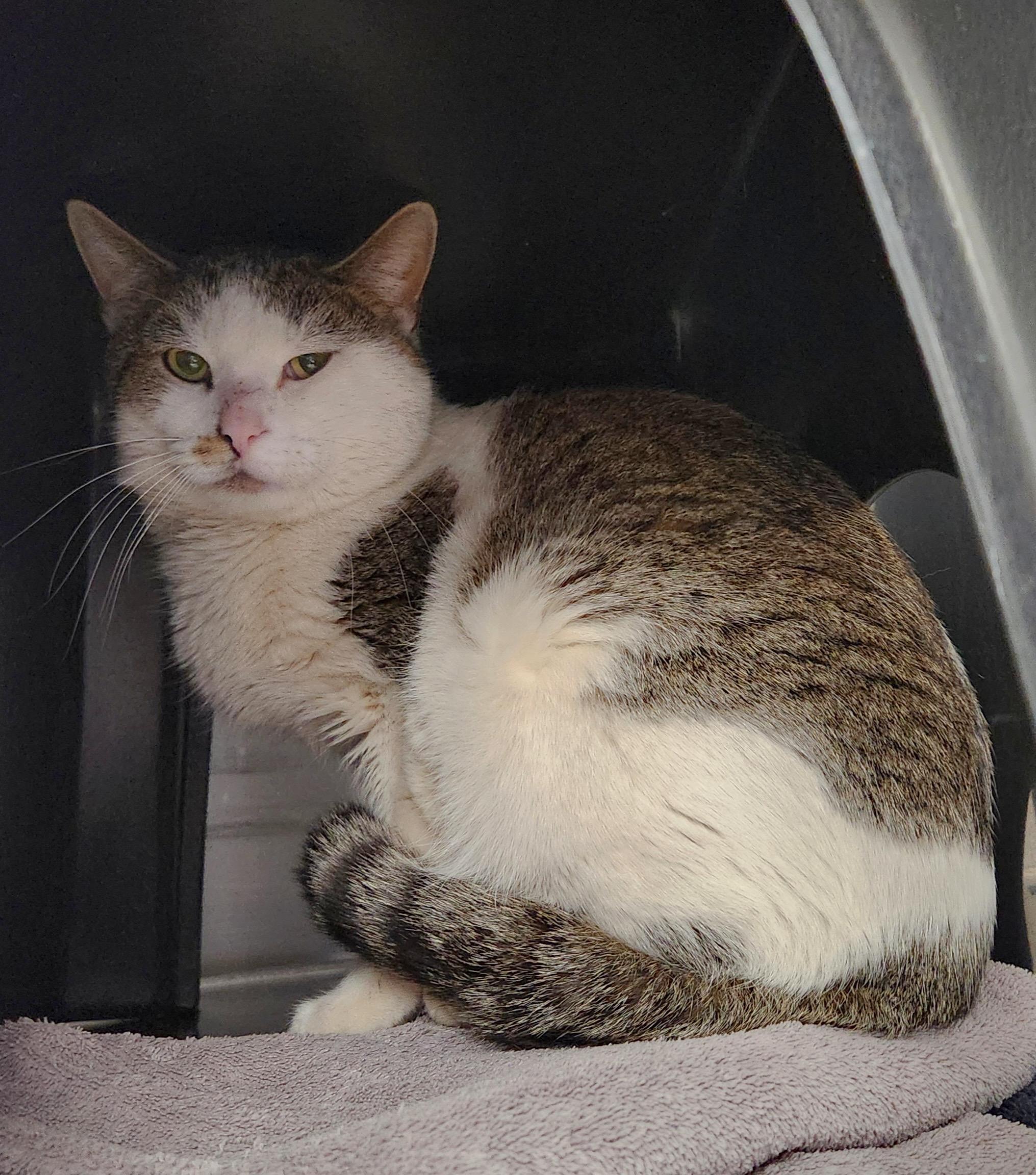 Baxter, a ADOPTABLE Domestic Short Hair in Medfield, MA image 2/2