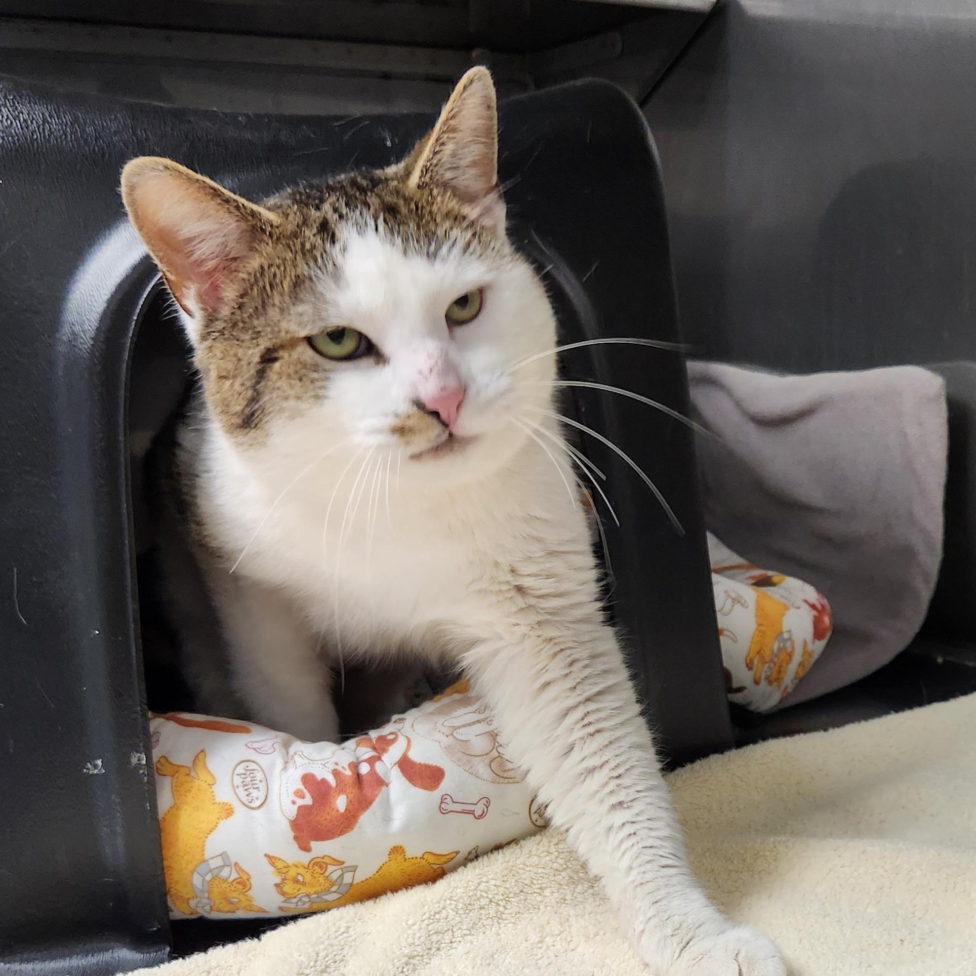 Baxter, ADOPTABLE, Young Male Domestic Short Hair.