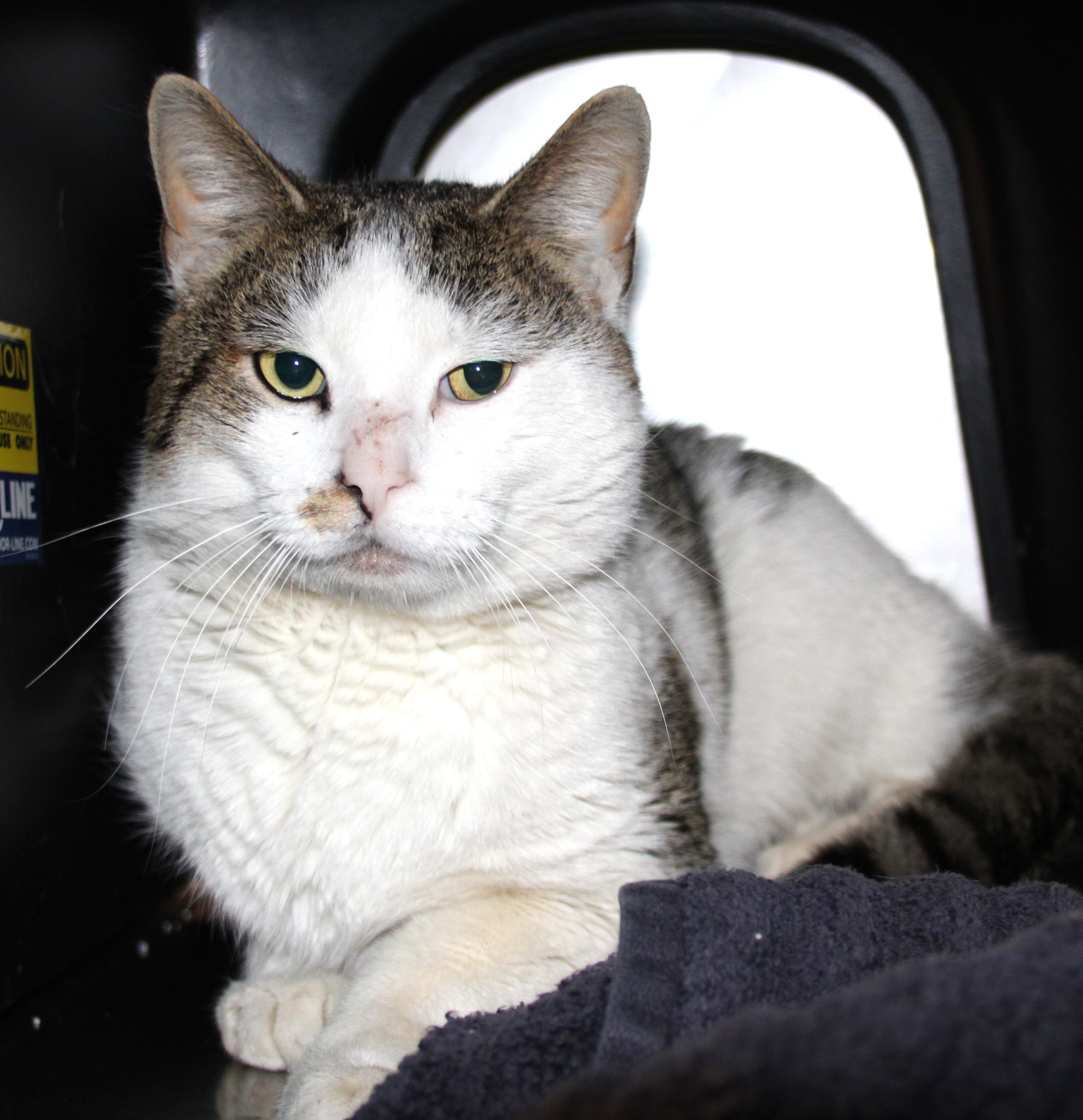 Baxter, a ADOPTABLE Domestic Short Hair in Medfield, MA image 1/2