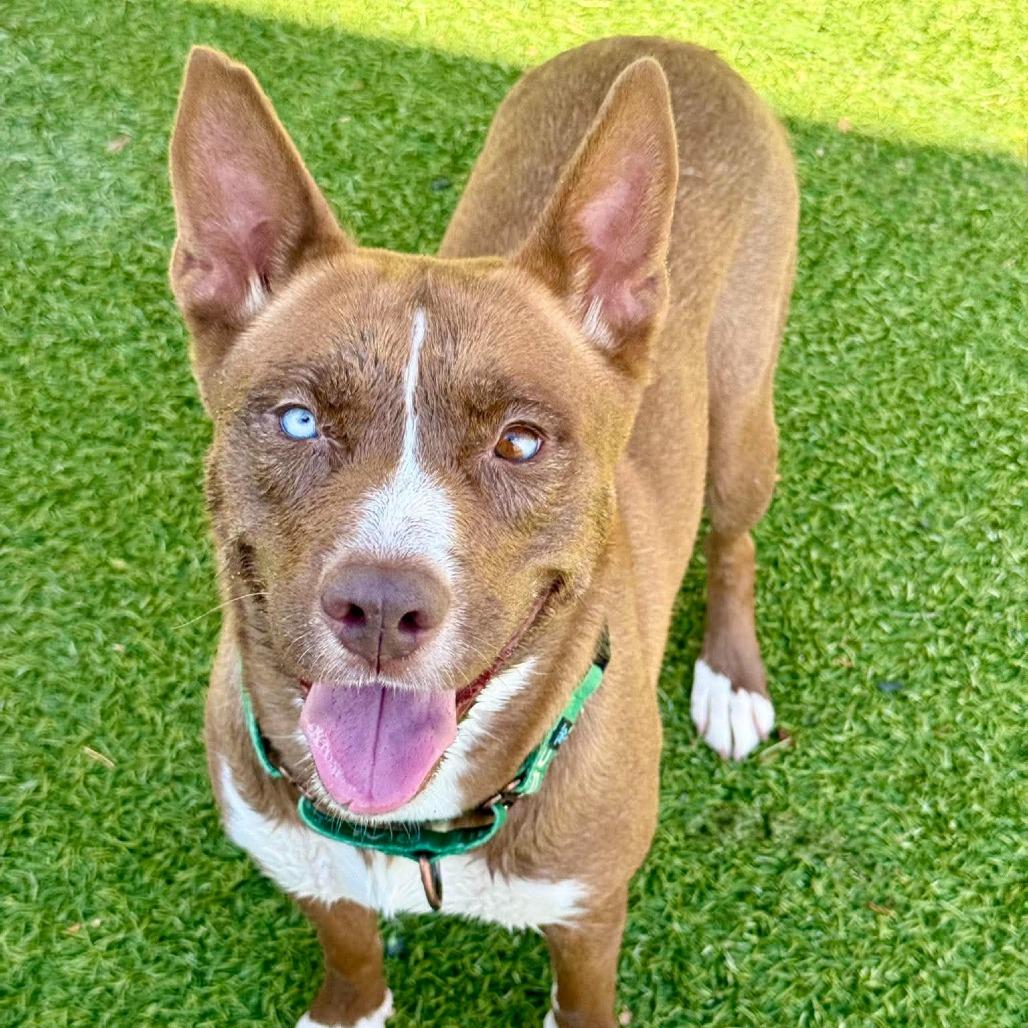 Moscato, Adoptable, Adult Female Husky & Mixed Breed.
