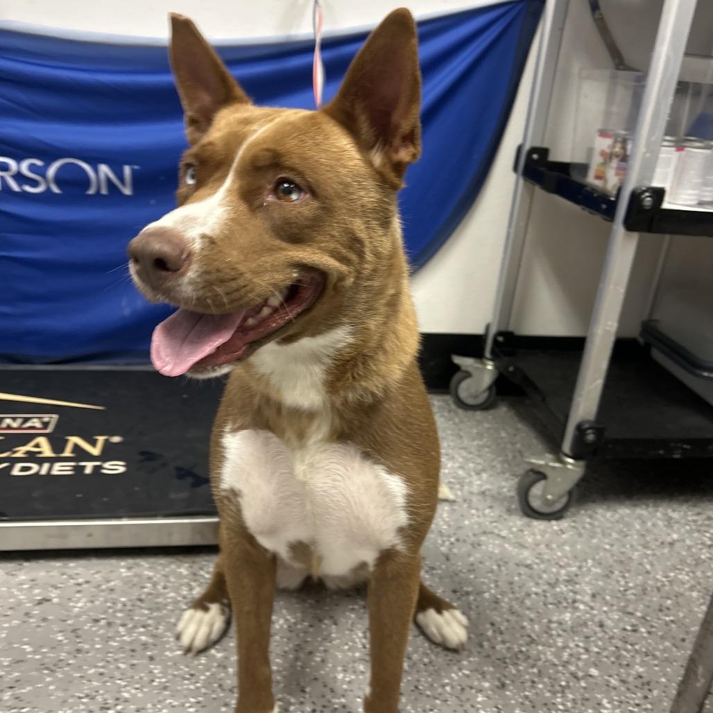 Moscato, a Adoptable mixed breed in Henderson, NV image 2/3