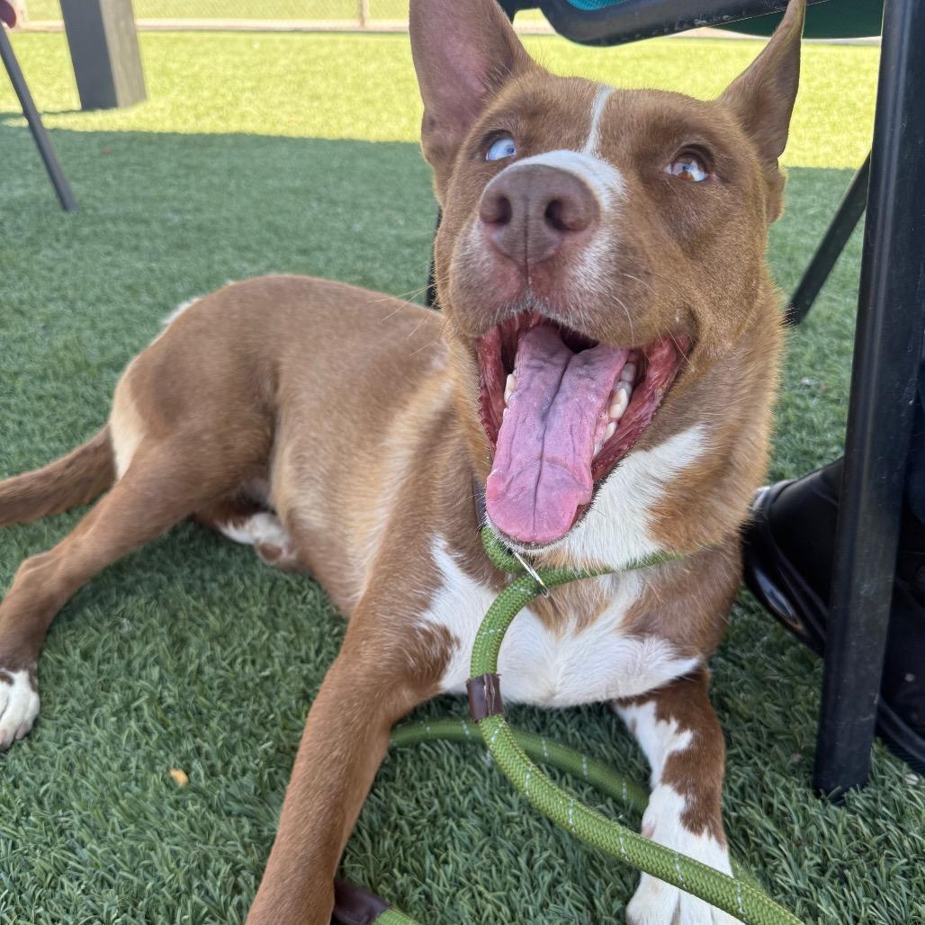 Moscato, a Adoptable mixed breed in Henderson, NV image 3/3