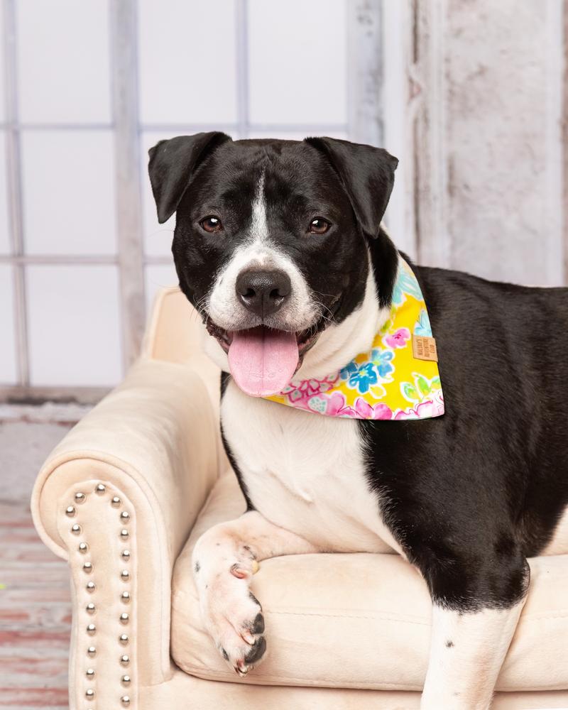 Harley, Adoptable, Puppy Female Pit Bull Terrier & American Bulldog.