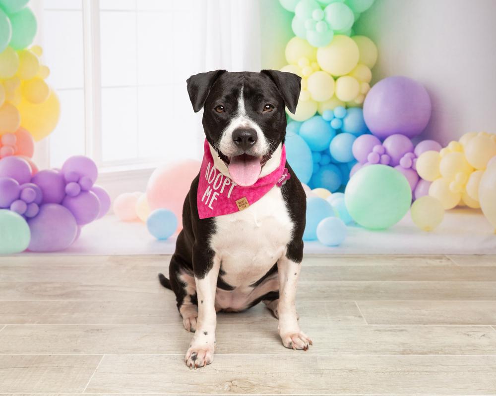 Enlarge Harley, a Adoptable mixed breed in Frisco, TX image 2/6