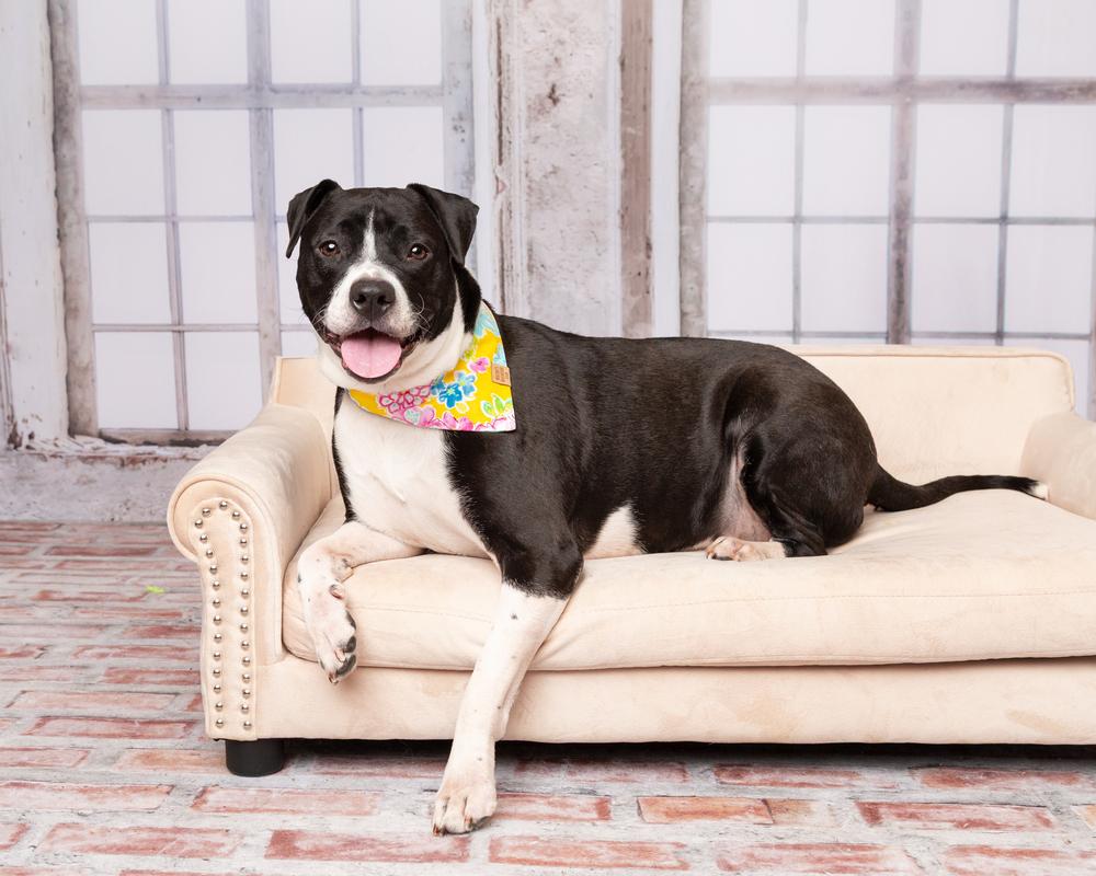 Enlarge Harley, a Adoptable mixed breed in Frisco, TX image 4/6