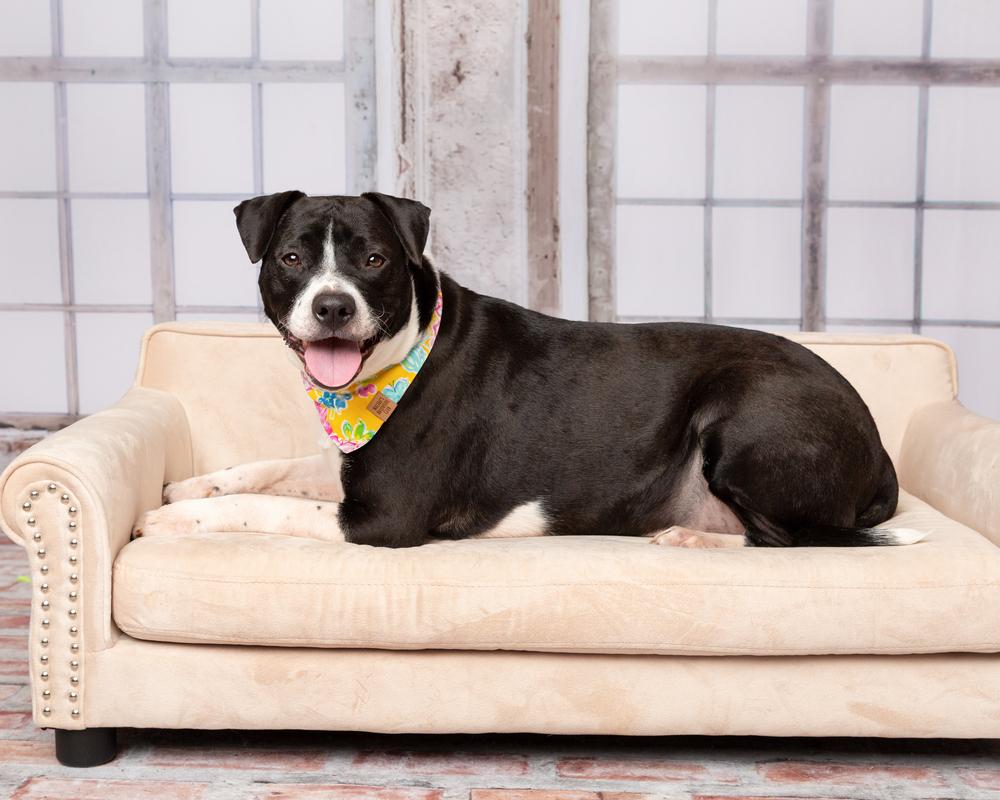 Enlarge Harley, a Adoptable mixed breed in Frisco, TX image 5/6