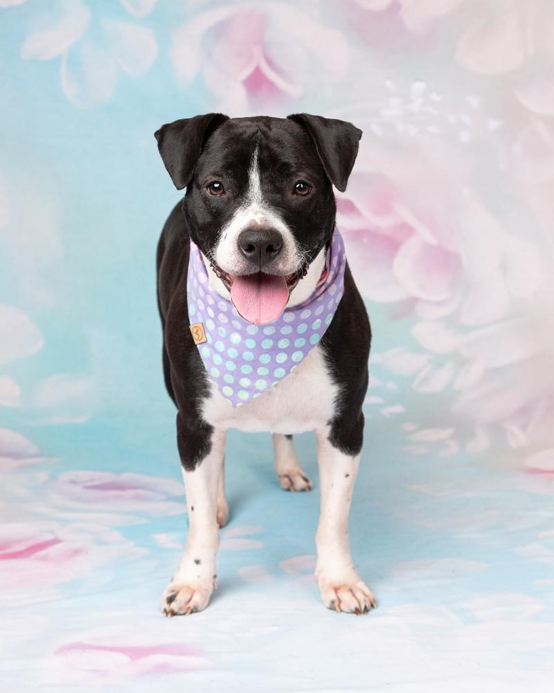 Enlarge Harley, a Adoptable mixed breed in Frisco, TX image 6/6